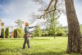 Best Tree Planting Services  in New Franklin, MO